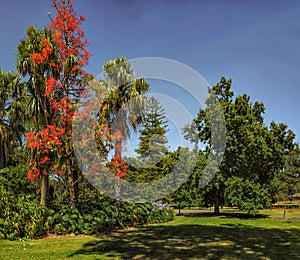 Illawarra Flame Tree