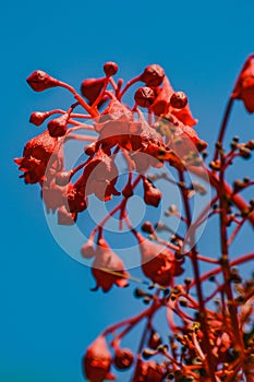 Illawarra Flame Tree