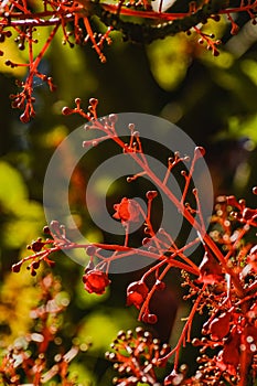 Illawarra Flame Tree