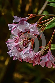 Illawarra Flame Tree