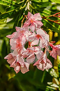 Illawarra Flame Tree