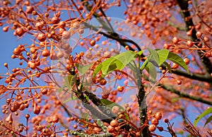 Illawarra flame tree with green leaves