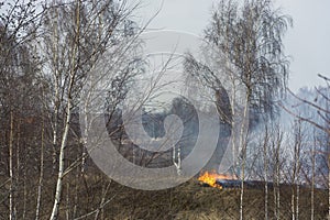 Illegal burning of dry last year`s grass in early spring