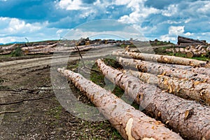 Illegal cutted pine logs near a forest road with dramatic sky