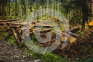 Illegal deforestation in the Ukrainian Carpathians. The destruction of the forest