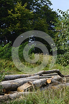 Illegal felling of trees in the Carpathian forests