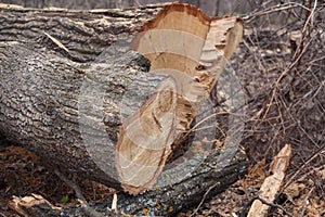 Illegale abbattimento da alberi foresta 