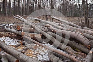 Illegale abbattimento da alberi foresta 