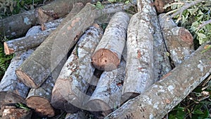 illegal loggers