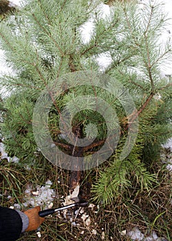 Illegal logging for the new year. Cutting a Christmas Tree