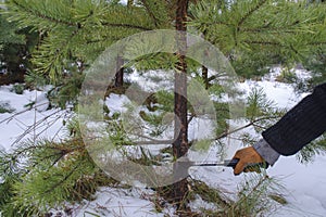 Illegal logging for the new year. Cutting a Christmas Tree