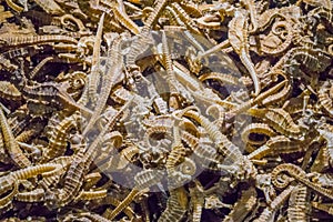 Illegal merchandise pile of many dried seahorses souvenirs or chinese alternative medicine