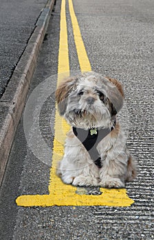 Illegally parked dog on yellow double lines parking pets