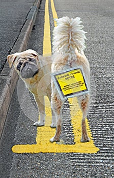 Illegally parked dog on yellow double lines parking pets