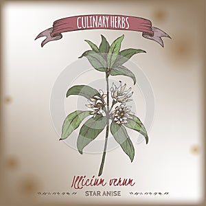 Illicium verum aka star anise or badiane color sketch. Culinary herbs series.