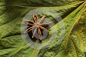 Illicium verum on green leaf