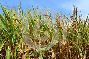 Illinois Corn Field