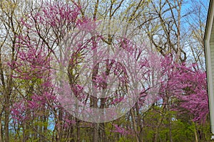 Illinois Early Spring Woodland Redbud Trees in Bloom