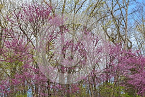 Illinois Eastern Redbud Trees in Full Spring Bloom
