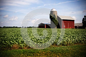 Illinois Farm