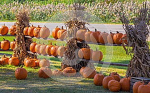 Illinois Farm Grown Fall Pumpkins