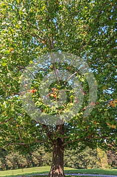 Illinois North American Sycamore Tree