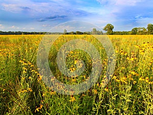 Illinois Prairie Flowers in Bloom