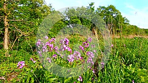 Illinois Prairie Scene