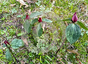 Illinois Prairie Trillium Wildflowers