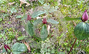 Illinois Prairie Trillium Wildflowers