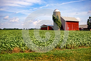 Illinois soybean Farm.  With crop in full summer  growth