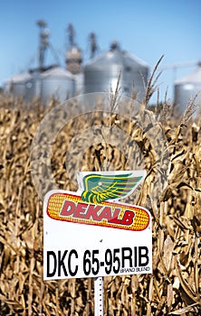 Illinois, USA, October 2020 - Dekalb chemical sign in midwest corn field, with dried brown feed corn on stalks, grain silos