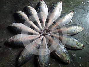 Illisa hilsa Illis fish