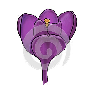 Illlustration of crocus, great design for any purposes. Greeting minimalistic card design. Art element. Summer, spring background.