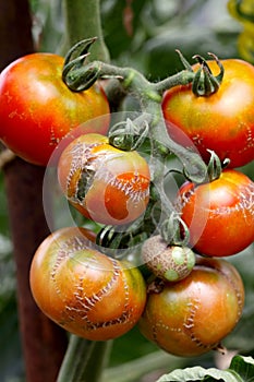 Illness tomato