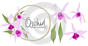 illstration orchid flower vector set