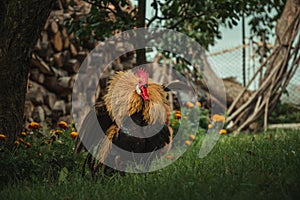 Illuminated angry rooster Phoenix chicken before the fighting. Beatiful, fluffy and colorful cock on the farm standing between