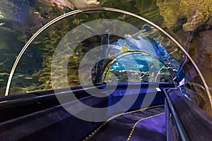 Illuminated aquarium tunnel