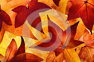 Illuminated autumn leaves with glowing colours photo