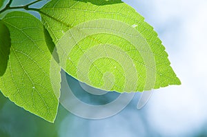 Illuminated beautiful green leaf, nature