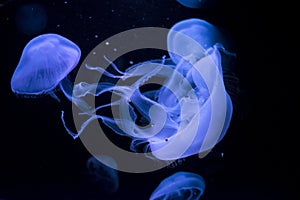 Illuminated blue jellyfish in aquarium