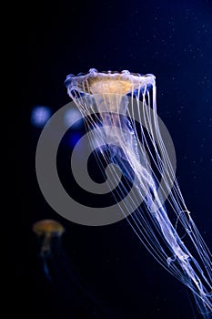 Jellyfish in the sea