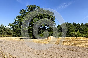 illuminated by bright sunlight, beautiful green oak