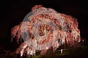 Illuminated cherry tree in Fukushima, Japan