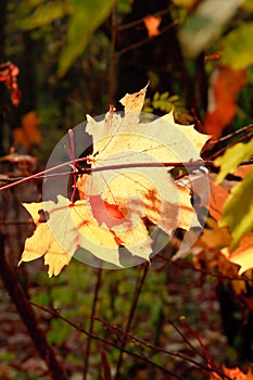 Illuminated fallen maple leaves on branch