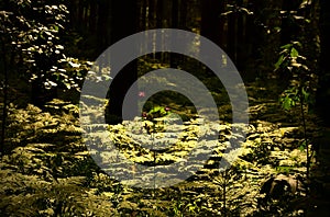 illuminated fern meadow in a dark forest, green background