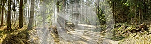 Illuminated forest panorama with a dirt road