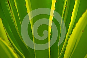 Illuminated green-yellow leaves of a plant