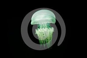 Illuminated jellyfish