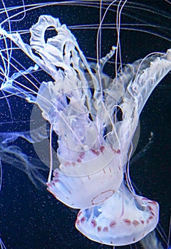 Illuminated jellyfish in the sea